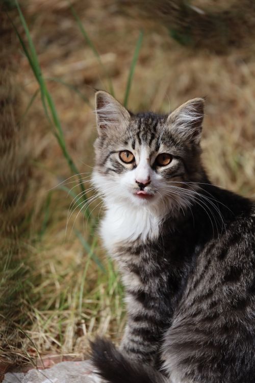 Free Charming tabby cat with fluffy fur sitting outdoors in the sunlight. Stock Photo