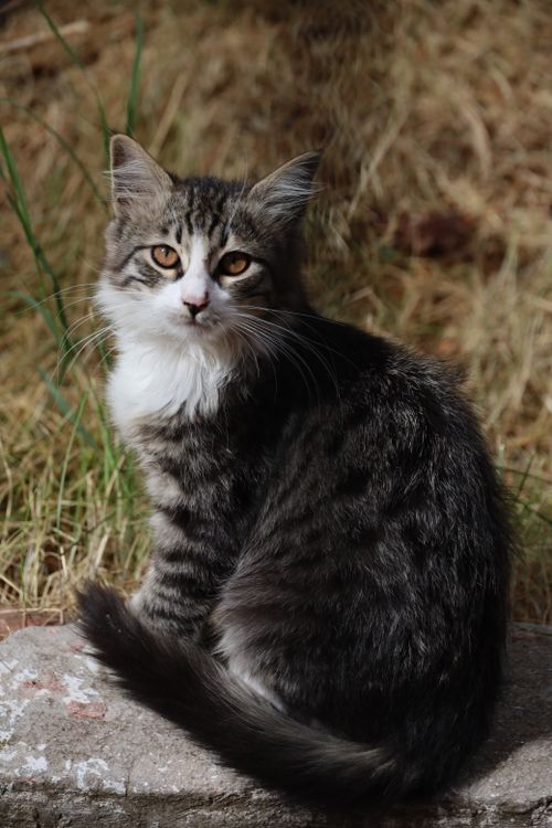 Free Cute tabby kitten sitting on a stone ledge outdoors with grass background. Stock Photo