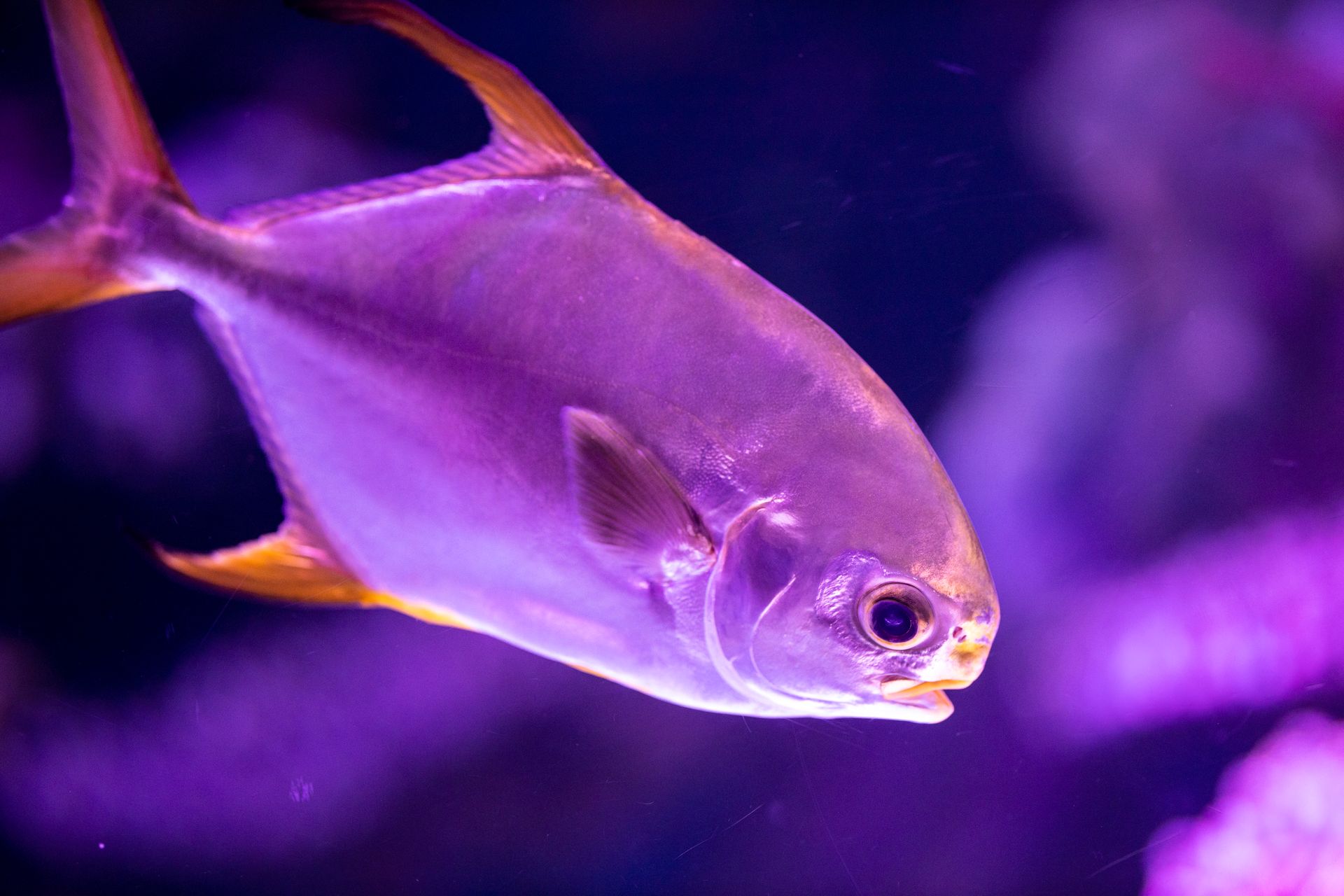 Underwater at Wilderness Wall
