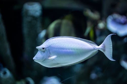 Free Fish In A Aquarium Stock Photo