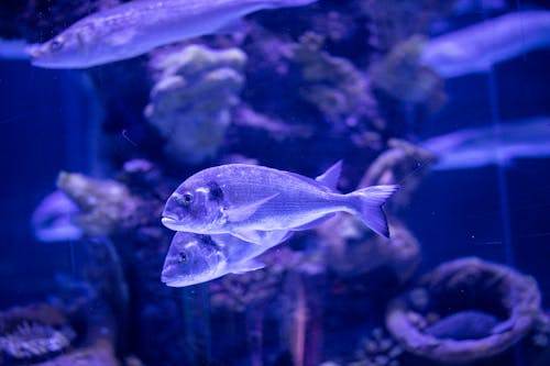 Fish Inside An Aquarium