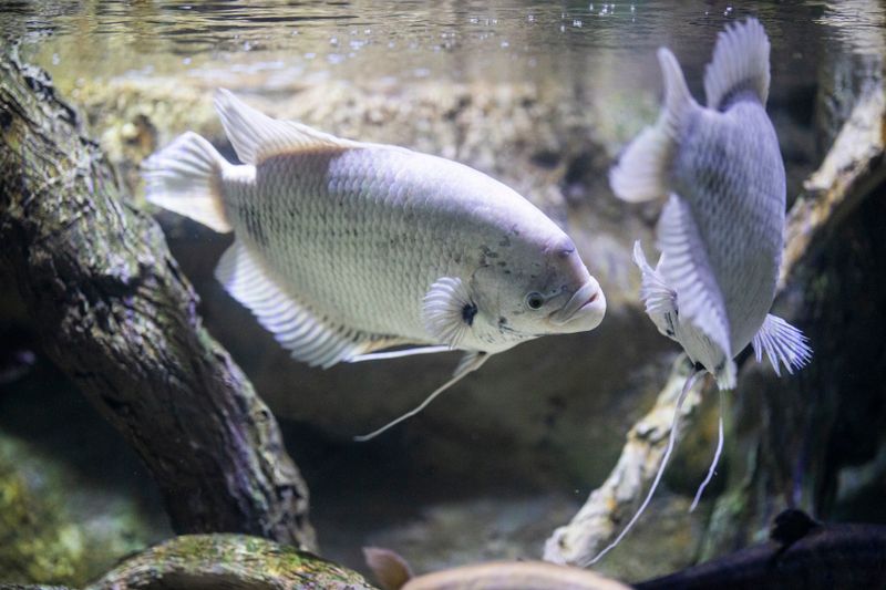 Two Giant Gourami fish swimming in an aquarium, showcasing aquatic life.