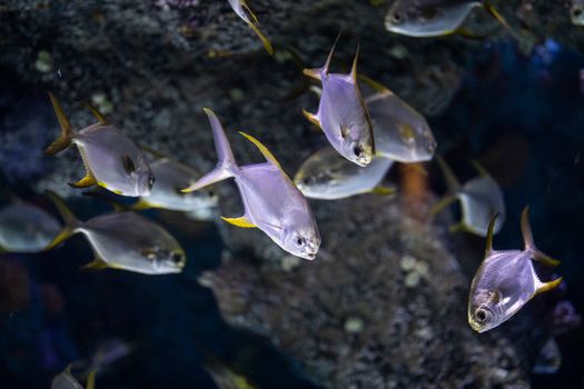A captivating view of a school of silver fish swimming in an aquarium environment.