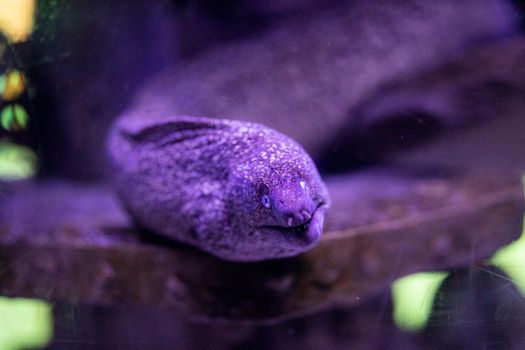 水族馆的水下，充满活力的紫色海鳗正在游泳