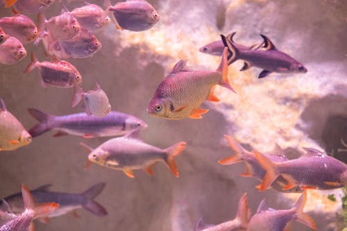 School Of Fish In An Aquarium