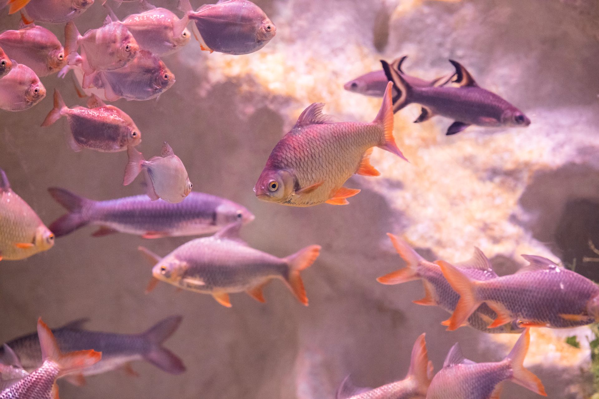 A lively school of colorful fish swimming in an aquarium, showcasing aquatic life.