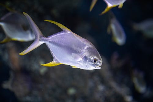 Grey Fish In Close Up Photography