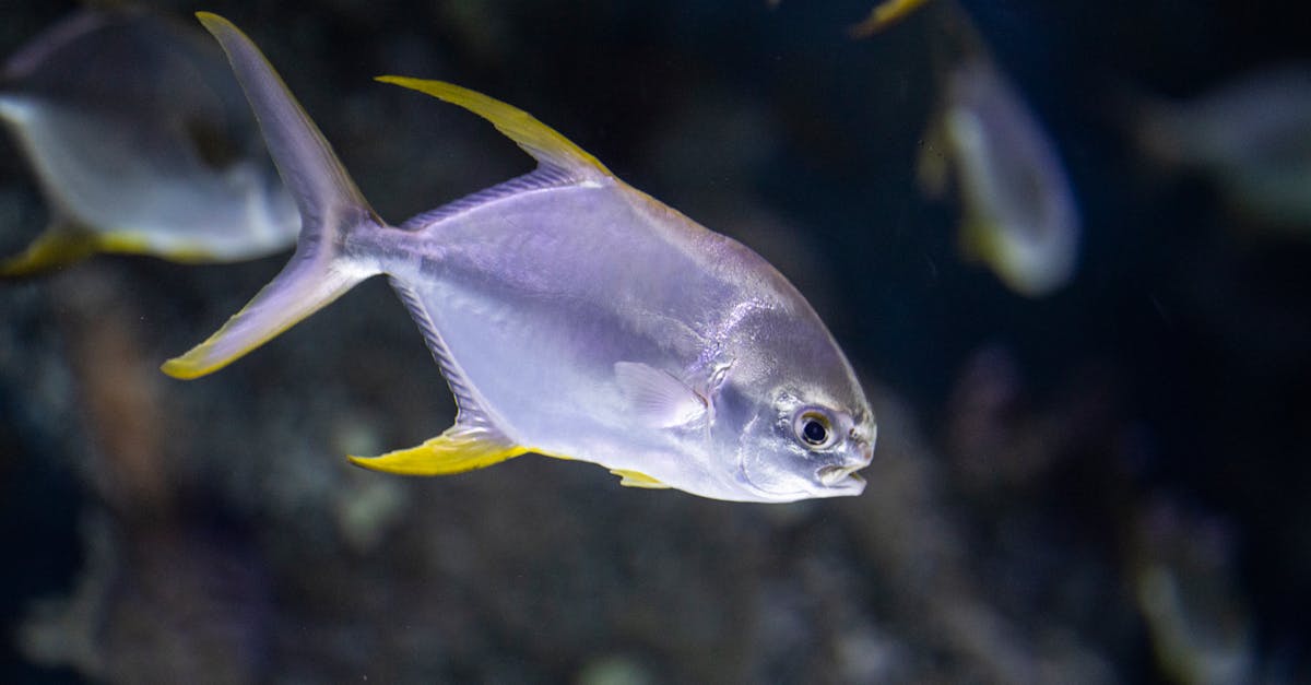 How to draw a fish tank easy