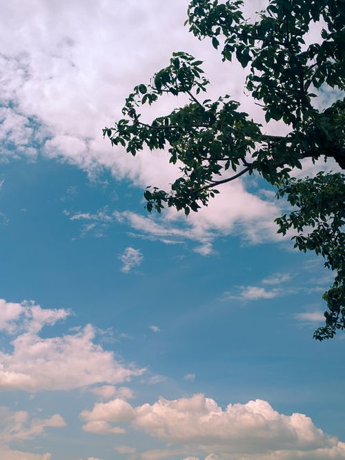 Free Relaxing view of a clear blue sky with white clouds and tree branches, perfect for nature themes. Stock Photo