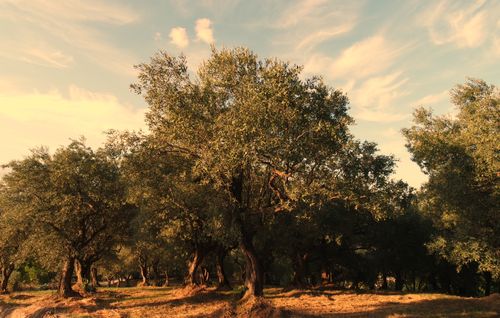 Free A serene view of an olive grove with the sun casting warm light under a blue sky. Stock Photo