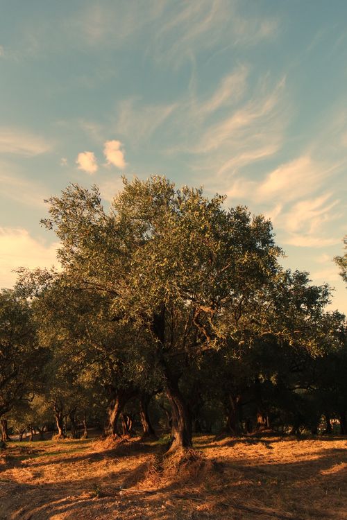 Free Picturesque olive trees bathed in warm light under a clear summer sky. Stock Photo