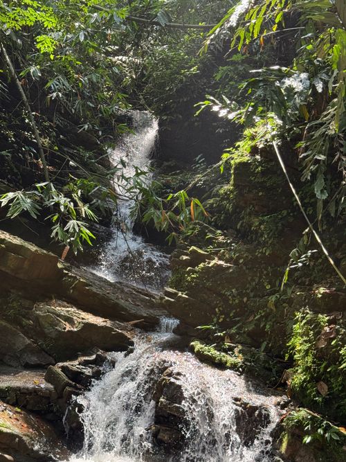 Free A tranquil waterfall flows in a lush jungle setting, surrounded by vibrant green foliage. Stock Photo