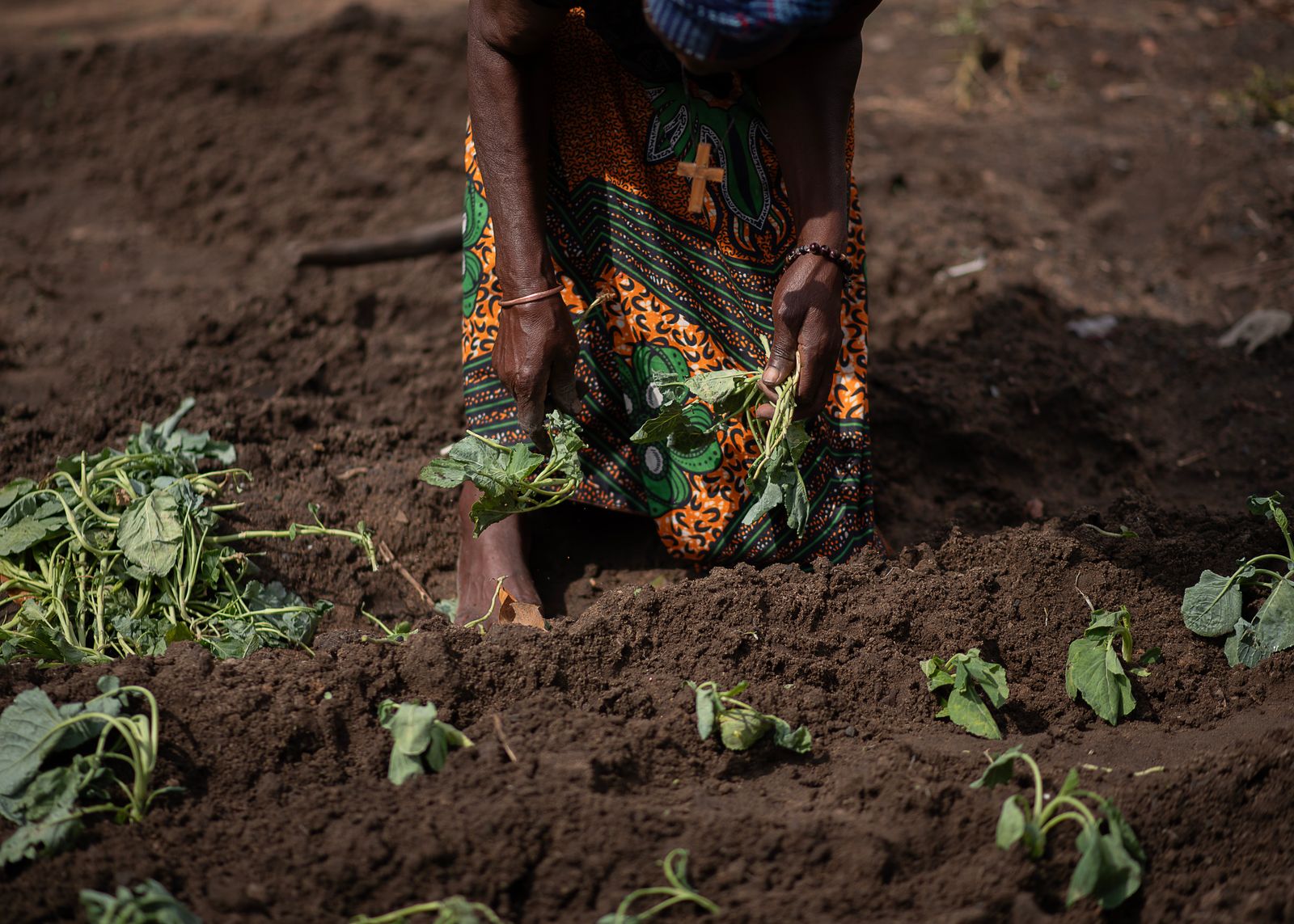 Maraîchère africaine plantant des légumes dans sa parcelle