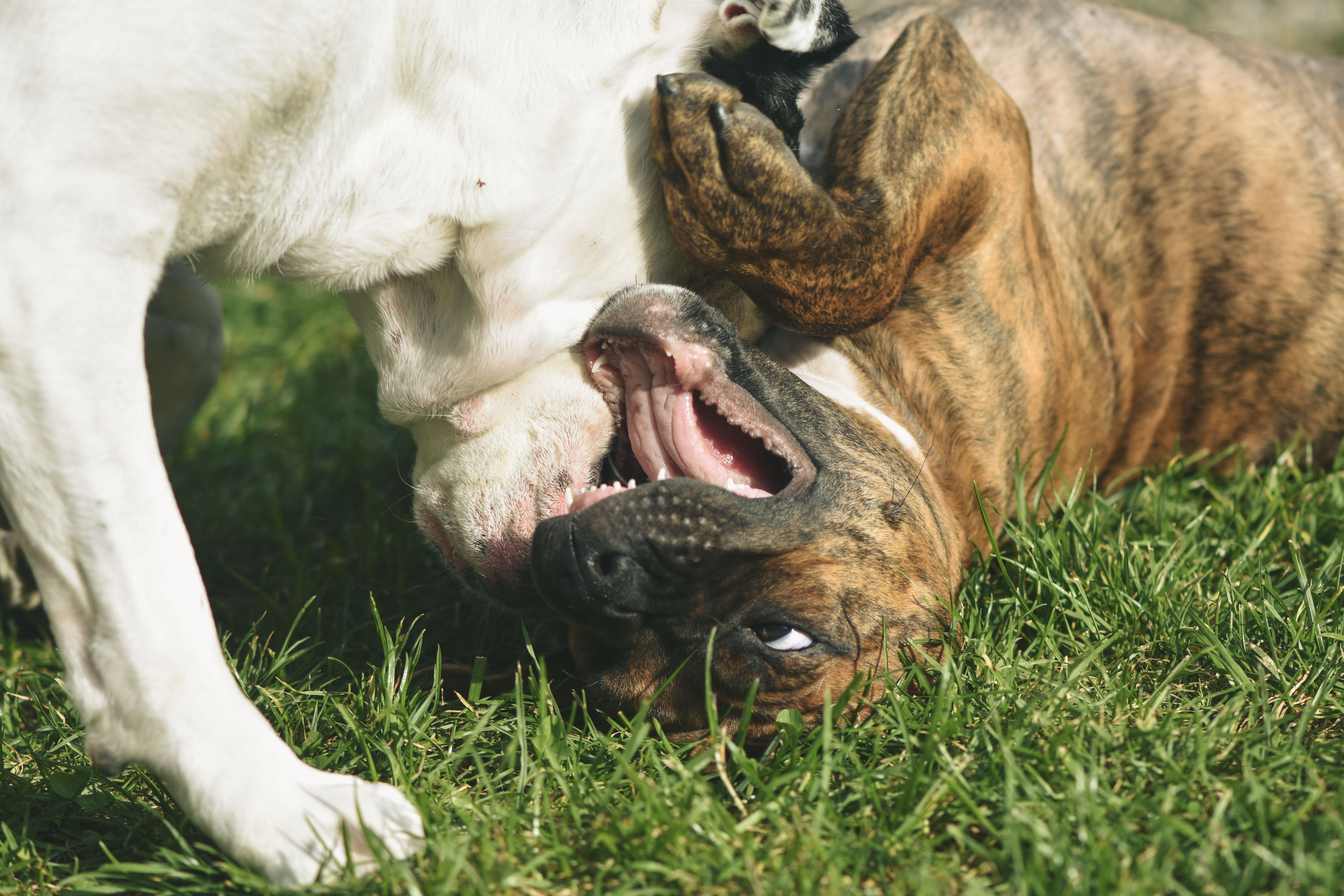 Understanding Pet Insurance for Seized Animals in the UK 2026