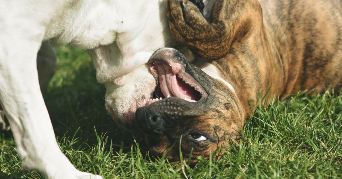 How Dog Playdates Built a Thriving Community in Austin