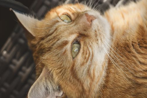 Free Detailed close-up of a ginger cat lounging indoors with focus on its expressive eyes. Stock Photo