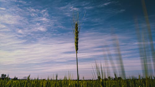 alan, buğday, buğday çimeni içeren Ücretsiz stok fotoğraf