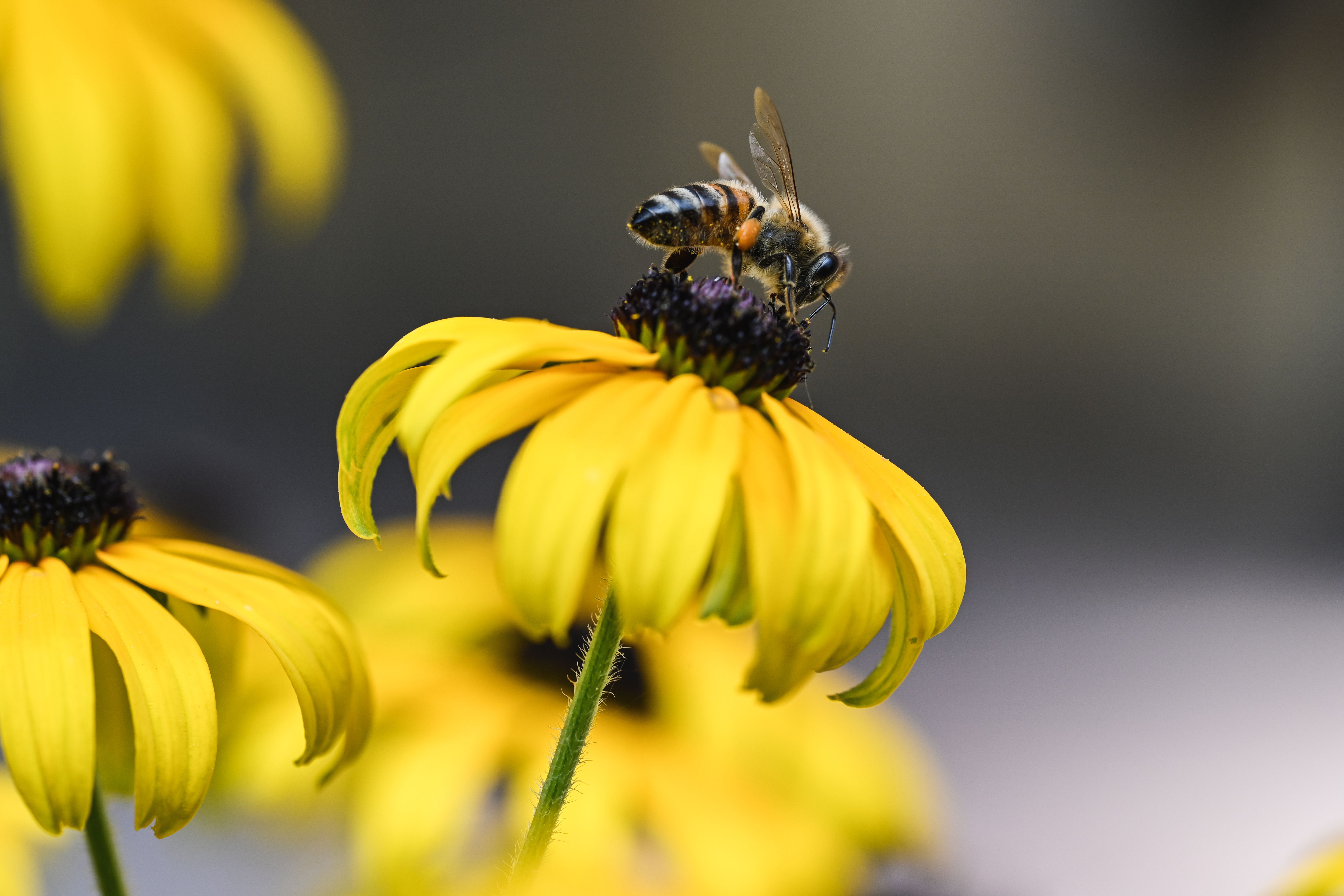 A honeybee on a vibrant black-eyed Susan flower