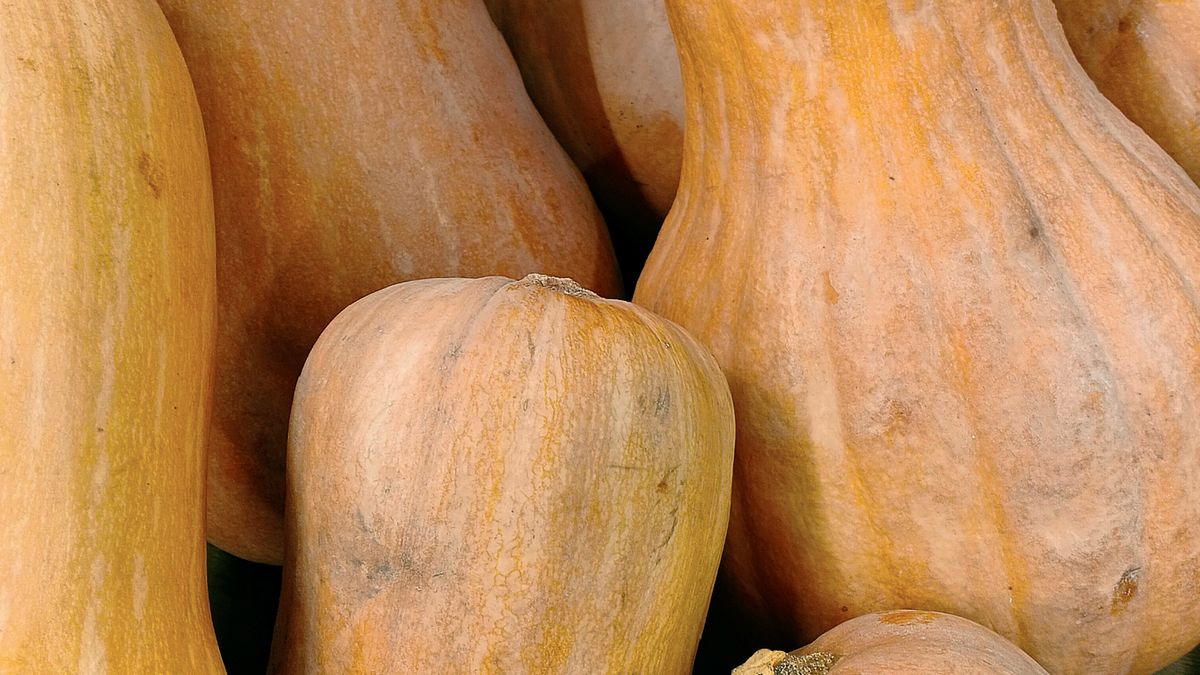 Recettes de plats réconfortants à base de courges pour lautomne 2026 - illustration