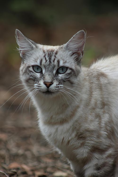 Free A close-up image of a blue-eyed cat with distinctive markings captured outdoors. Stock Photo