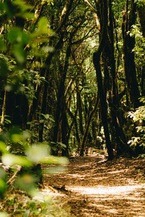 Free A tranquil hiking trail through lush laurel forest in Arure, showcasing sunbeams and greenery. Stock Photo