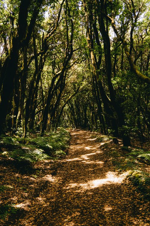 Free Explore a serene laurel forest path bathed in dappled sunlight in Arure, Spain. Stock Photo