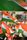 indian flag