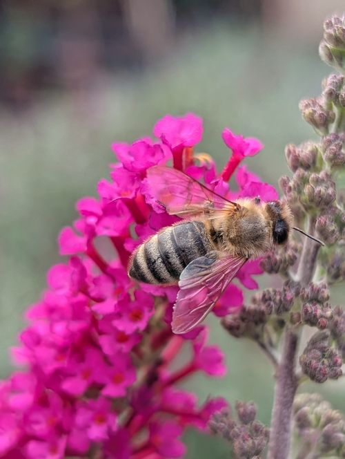 Free Close-up of a honeybee on vivid pink butterfly bush flowers, highlighting pollination. Stock Photo