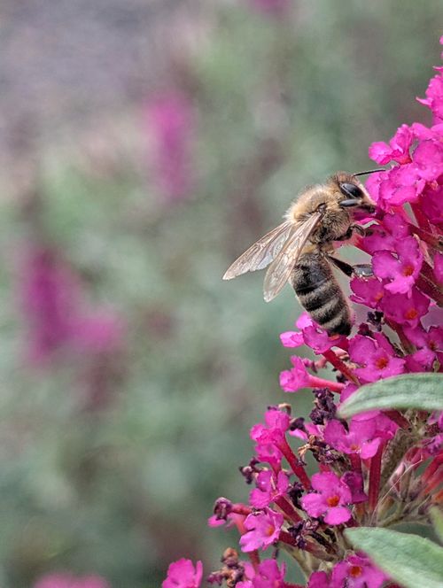 Free A detailed macro shot of a honeybee collecting nectar from vibrant pink flowers in a garden. Stock Photo