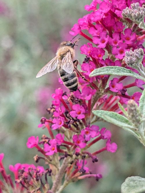 Free A honeybee collecting nectar from bright pink flowers in a garden setting. Stock Photo