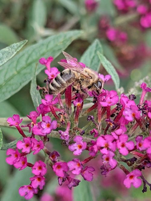 Free Macro shot of a honeybee collecting nectar from vibrant pink flowers. Stock Photo