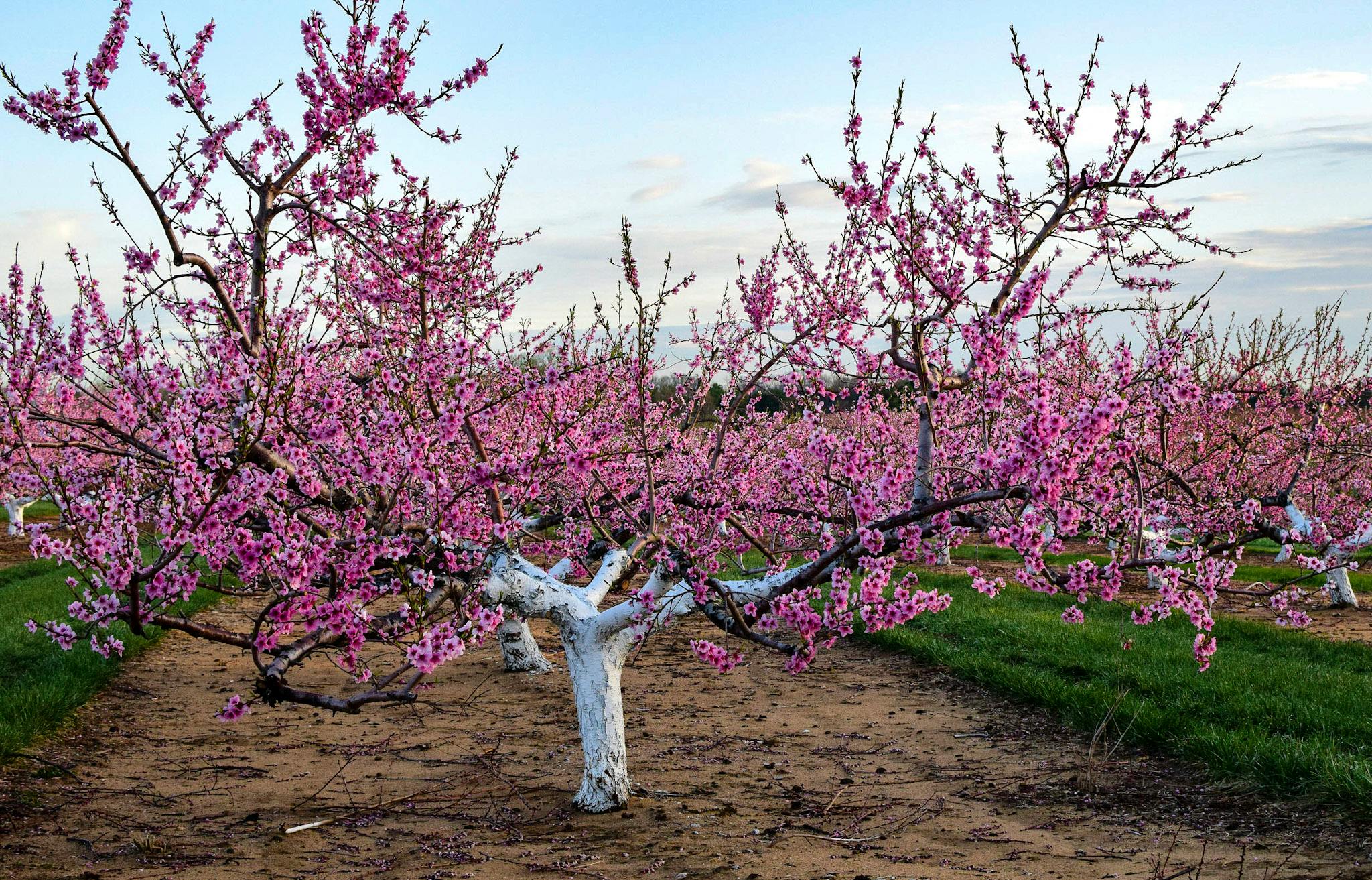Free stock photo of fruit trees, orchard, trees