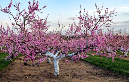 Foto d'estoc gratuïta de arbres, arbres fruiters, hort