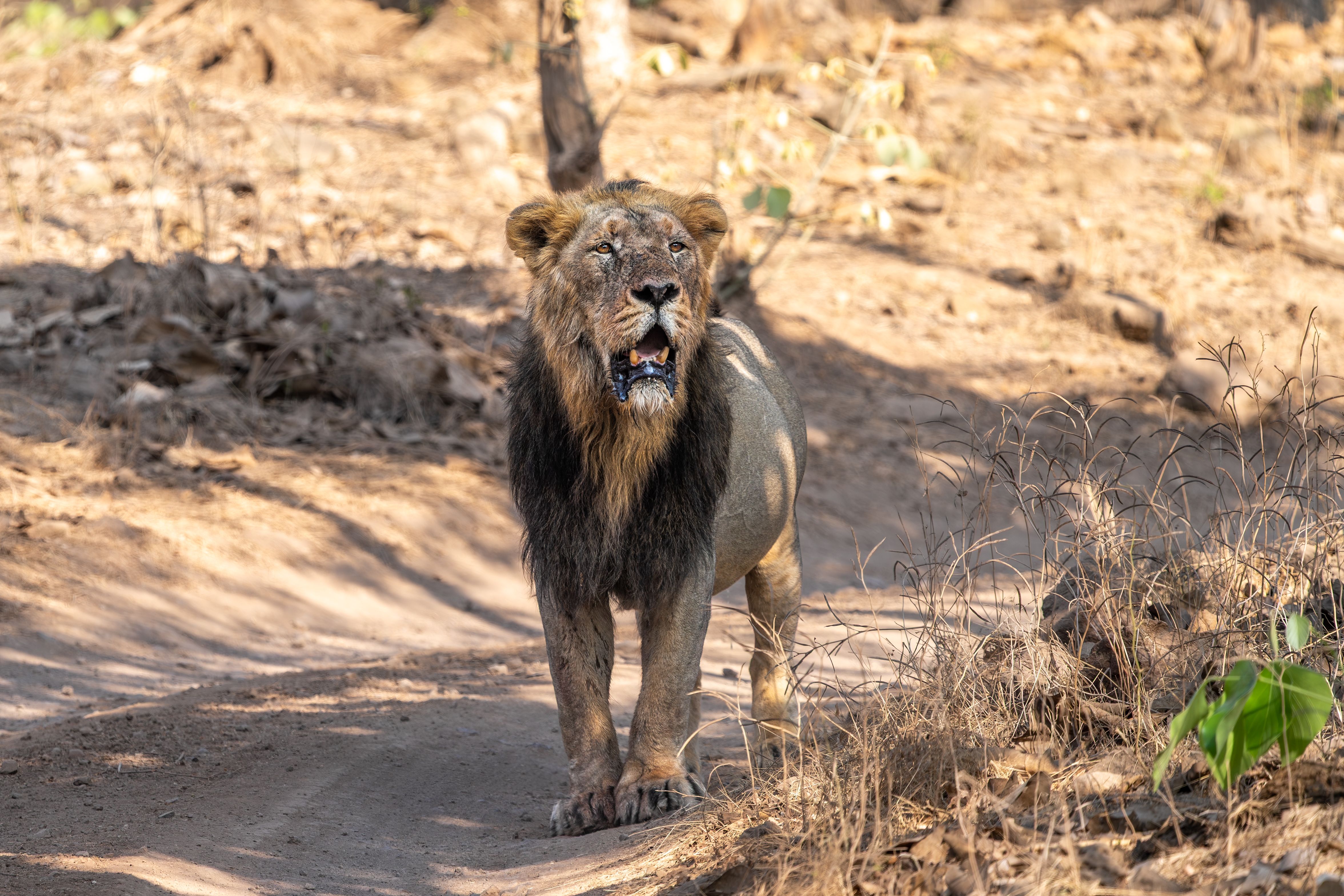 Asiatic lion image