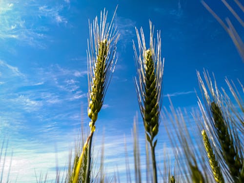 Free stock photo of mobile photography, nature, wheat field