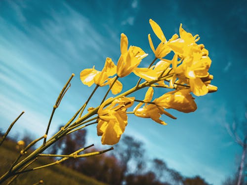 Δωρεάν στοκ φωτογραφιών με κίτρινη, ομορφιά στη φύση, όμορφο λουλούδι