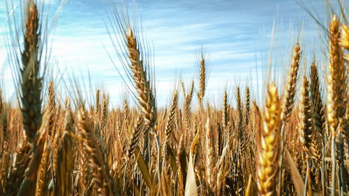 Brown Wheat Field