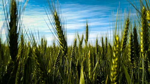 Green Field Under Blue Sky