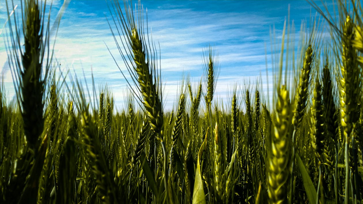 Foto d'estoc gratuïta de agricultura, blat, camp
