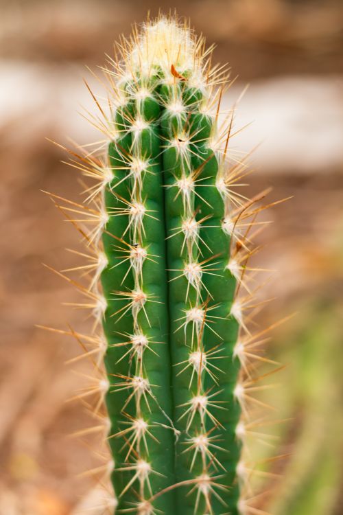 Free Detailed photograph of a green cactus showcasing its spiky textures and structure, perfect for nature or botanical themes. Stock Photo