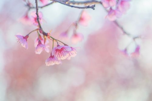 Free Close-up of pink cherry blossoms against a soft bokeh background, symbolizing spring. Stock Photo