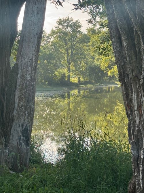 Free Serene forest view with lake reflecting trees during a sunny summer day. Stock Photo