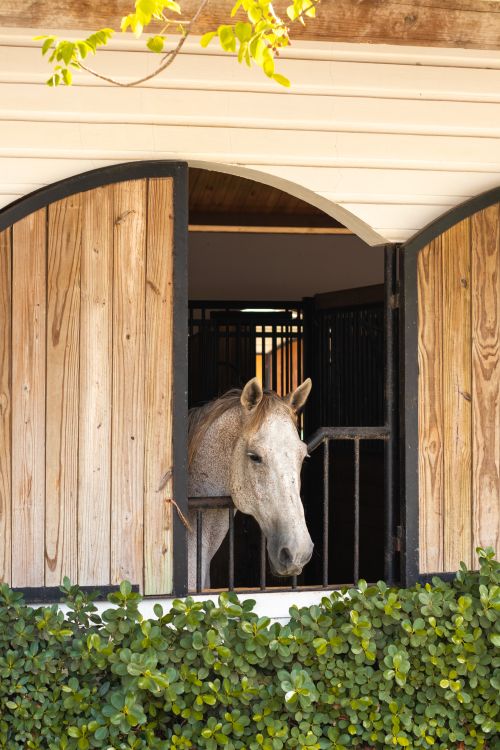 Free A calm horse peeks through a wooden stable door surrounded by lush greenery. Stock Photo