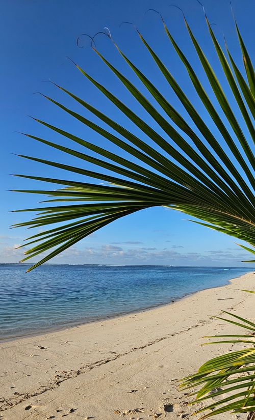 Free Tropical beach with palm leaves under a clear blue sky. Stock Photo