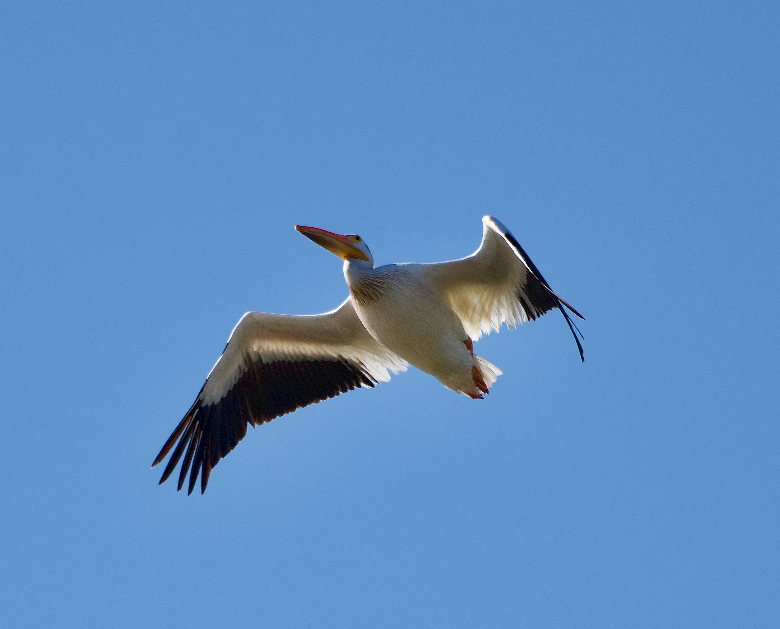 Majestic American White Pelican gliding gracefully against a clear blue sky in Lockport, Manitoba.