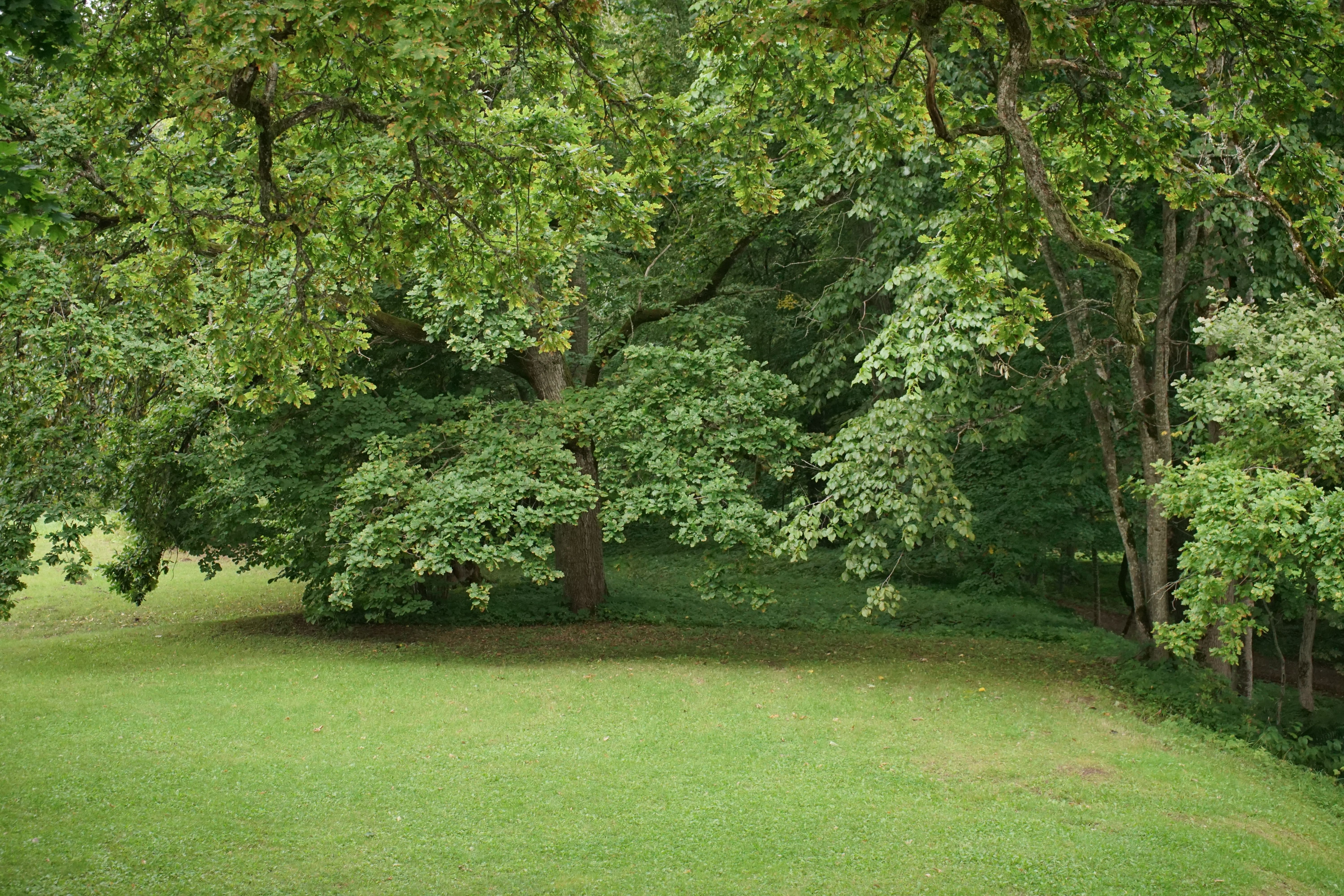 Shaded oak-lined avenue and rose beds in the Company's Garden below Table Mountain