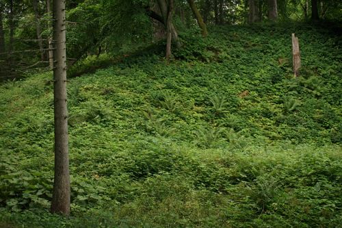 Free Serene forest landscape with dense greenery and trees in summer. Stock Photo