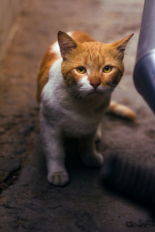 Free Portrait of an orange and white tabby cat looking curiously, captured in dim lighting. Stock Photo