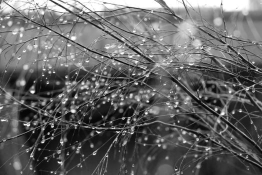 Artistic black and white photo capturing dew drops on fine grass blades creating a delicate pattern.
