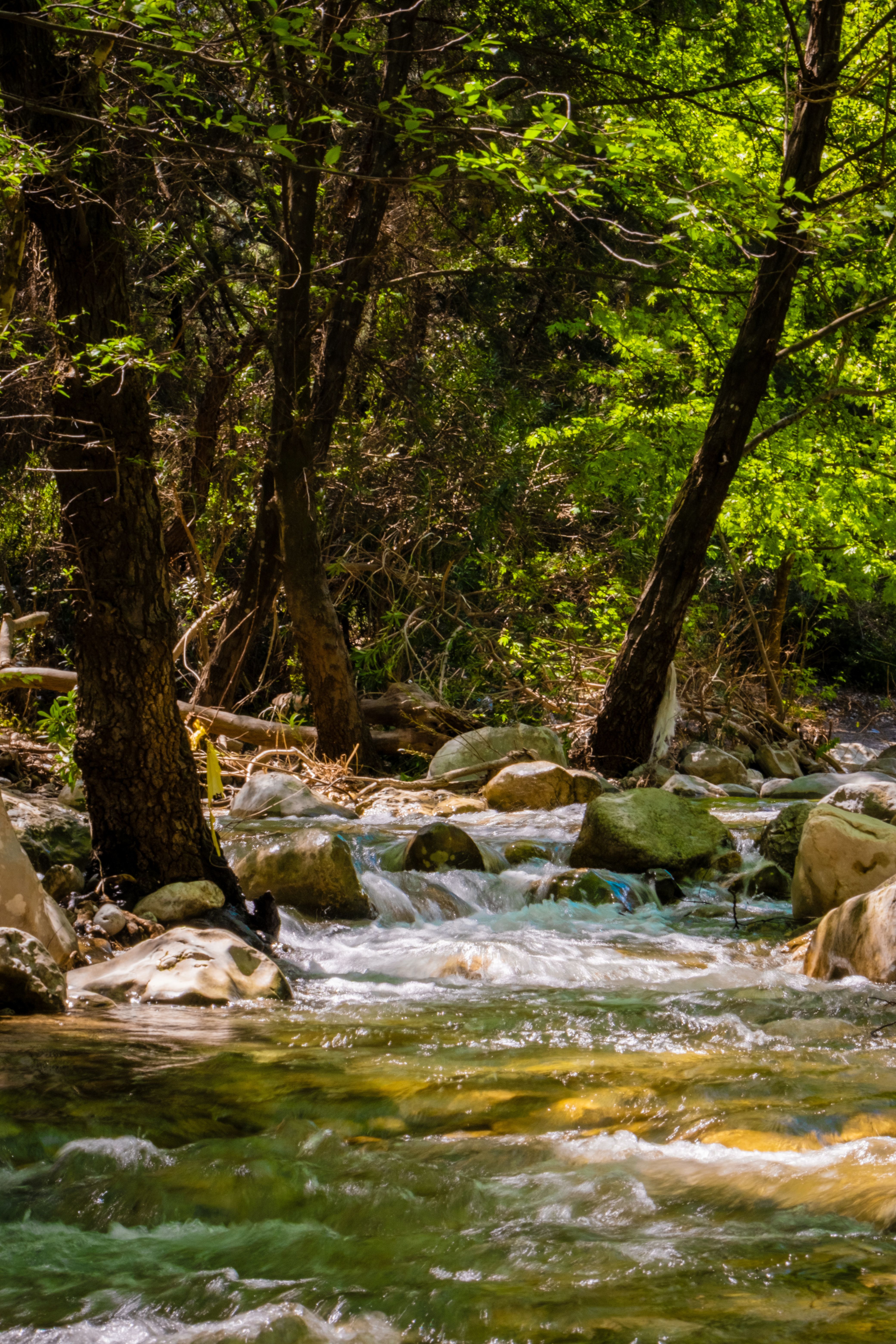 Serene forest stream surrounded by lush green trees, rocks, and flowing water, capturing nature's tranquility.